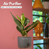 Monstera Peru (Monstera karstenianum)- Live Plant (With 4 Inch Self-Watering Pot & Plant)