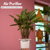 Calathea Freddie / Peacock Plant- Live Plant (With 5 Inch Self-Watering Pot & Plant)