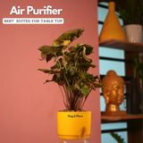 Syngonium Red Plum Plant (Pink veins) - Live Plant (With Self-Watering Pot & Plant)