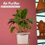 Calathea Zebrina / Zebra Plant - Live Plant (With 5 Inch Self-Watering Pot & Plant)