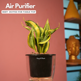 Sansevieria Crooked / Snake Plant (Dracaena trifasciata)- Live Plant (With 5 Inch Self-Watering Pot & Plant)