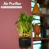 3 Layer Lucky Bamboo - Live Plant (With Self-Watering Pot & Plant)