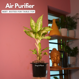 Dieffenbachia Sparkles - Live Plant (With 5 Inch Self-Watering Pot & Plant)