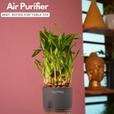 3 Layer Lucky Bamboo - Live Plant (With Self-Watering Pot & Plant)