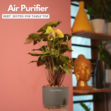 Syngonium Red Plum Plant (Pink veins) - Live Plant (With Self-Watering Pot & Plant)