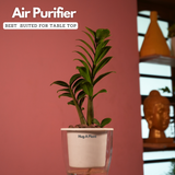 Zamioculcas zamiifolia ƒ??Zenziƒ?? Dwarf ZZ Plant- Live Plant (With 5 Inch Self-Watering Pot & Plant)