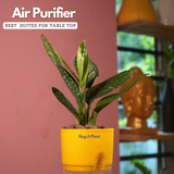 Monstera Peru (Monstera karstenianum)- Live Plant (With 4 Inch Self-Watering Pot & Plant)