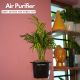 Chamaedorea Palm (Chamaedorea seifrizii) - Live Plant (With 5 Inch Self-Watering Pot & Plant)