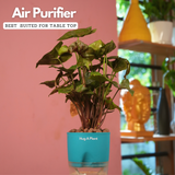 Syngonium Red Plum Plant (Pink veins) - Live Plant (With Self-Watering Pot & Plant)