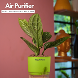 Monstera Peru (Monstera karstenianum)- Live Plant (With 4 Inch Self-Watering Pot & Plant)