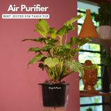 Philodendron Xanadu Golden (Thaumatophyllum Xanadu)- Live Plant (With 5 Inch Self-Watering Pot & Plant)