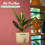 Monstera Peru (Monstera karstenianum)- Live Plant (With 4 Inch Self-Watering Pot & Plant)