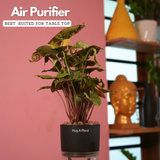 Syngonium Red Plum Plant (Pink veins) - Live Plant (With Self-Watering Pot & Plant)