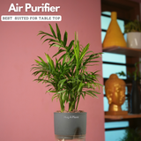 Chamaedorea Palm (Chamaedorea seifrizii) - Live Plant (With Self-Watering Pot & Plant)