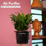 Dracaena Compacta - Live Plant (With 5 Inch Self-Watering Pot & Plant)