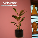 Aglaonema Lipstick - Live Plant (With 5 Inch Self-Watering Pot & Plant)