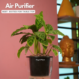 Calathea Zebrina / Zebra Plant - Live Plant (With 5 Inch Self-Watering Pot & Plant)