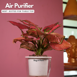 Aglaonema Red Angel / Chinese Evergreen (Aglaonema commutatum)- Live Plant (With 5 Inch Self-Watering Pot & Plant)