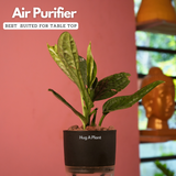 Monstera Peru (Monstera karstenianum)- Live Plant (With 4 Inch Self-Watering Pot & Plant)