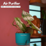 Silver Pictus / Silver Satin Pothos - Live Plant ( 4 Inch With Self-Watering Pot & Plant)