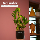 ZZ Plant Green (Zamioculcas zamiifolia) - Live Plant ( With 5 Inch Self-Watering Pot & Plant)