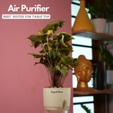 Syngonium Red Plum Plant (Pink veins) - Live Plant (With Self-Watering Pot & Plant)