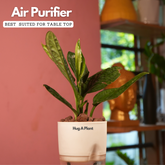 Monstera Peru (Monstera karstenianum)- Live Plant (With 4 Inch Self-Watering Pot & Plant)