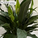 Peace Lily (Small Leaf) in Selfwatering Pot (Spathiphyllum) Flowering/Ornamental Live Plan (Home & Garden)