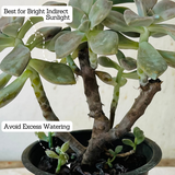 Graptopetalum Paraguayense - Ghost Plant Succulent Live Plant