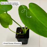 Monstera Deliciosa - Live Plant (Home & Garden)