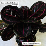 Calathea Roseopicta ƒ??Dottieƒ?? - Live Plant (Home & Garden)