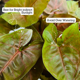 Syngonium Red Plum Plant (Pink veins) - Live Plant