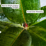 Green Rubber Plant, Ficus elastica - Live Plant (Home & Garden)