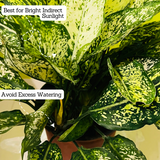 Aglaonema Snow White (Big) (Aglaonema Costatum) - Live Plant (Home & Garden)