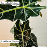 Alocasia Polly / African Mask / Elephant Ear (Alocasia x amazonica 'Polly') - Live Plant (Home & Garden)