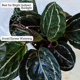 Calathea Roseopicta ƒ??Medallionƒ?? - Live Plant (Home & Garden)