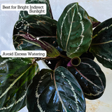 Calathea Roseopicta ƒ??Medallionƒ?? - Live Plant (Home & Garden)