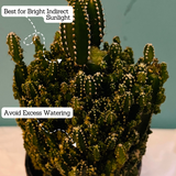 Cereus Fairy Castle Cactus Live Plant in 4 Inch Pot