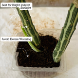 Pencil Cactus / Senecio stapeliiformis/Kleinia stapeliiformis Succulent Live Plant