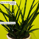 Mikado (Sansevieria bacularis) - Live Snake Plant For Indoor (Home & Garden)