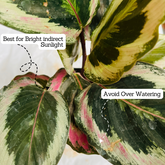 Calathea Roseopicta ƒ??Marionƒ?? - Live Plant (Home & Garden)