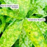 Dracaena Golden Milky / Milky Bamboo In Poly Bag (Home & Garden)