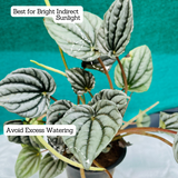Peperomia Metallic- Live Plant (Home & Garden)