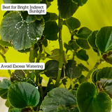 Begonia (Any Color) - Live Plant (Home & Garden)