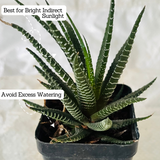 Zebra Haworthia | Haworthia Fasciata - Succulent Live Plant (Home & Garden)