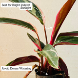 Calathea Stromanthe Triostar - Live Plant (Home & Garden)