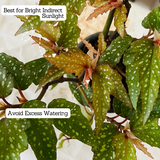 Angel Wing Begonia - Live Plant (Home & Garden)
