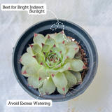 Red Tip Laxmi Kamal (Lakshmi Kamal) - Sempervivum Live Plant