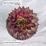 Sempervivum Brown Tip - Live Plant (Home & Garden)