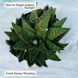 Aloe Flow - Live Succulent Plant (Home & Garden)